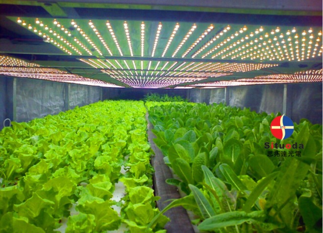 Greenhouse vegetable growing light